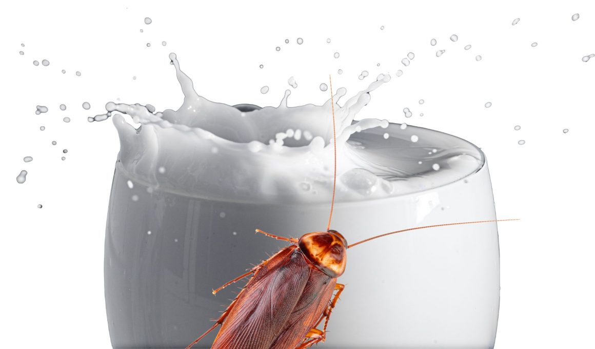 a cockroach crawling on a glass of white milk