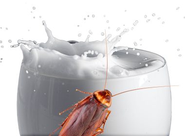 a cockroach crawling on a glass of white milk